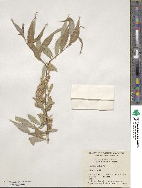 Salix blanda image