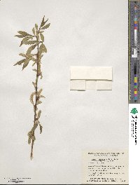 Salix blanda image