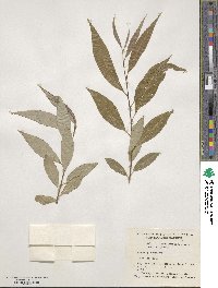 Salix blanda image