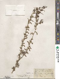 Salix babylonica f. crispa image