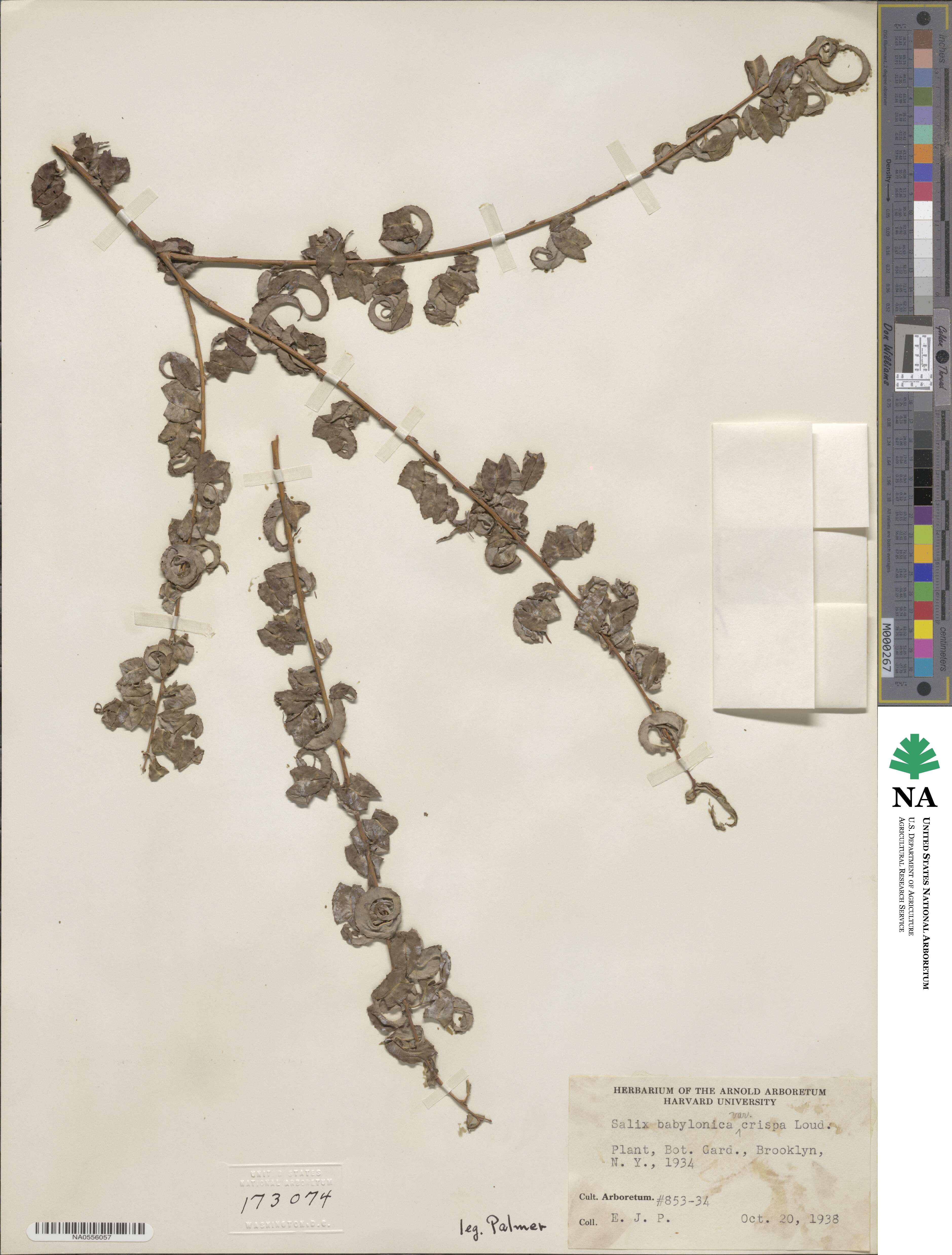 Salix babylonica image