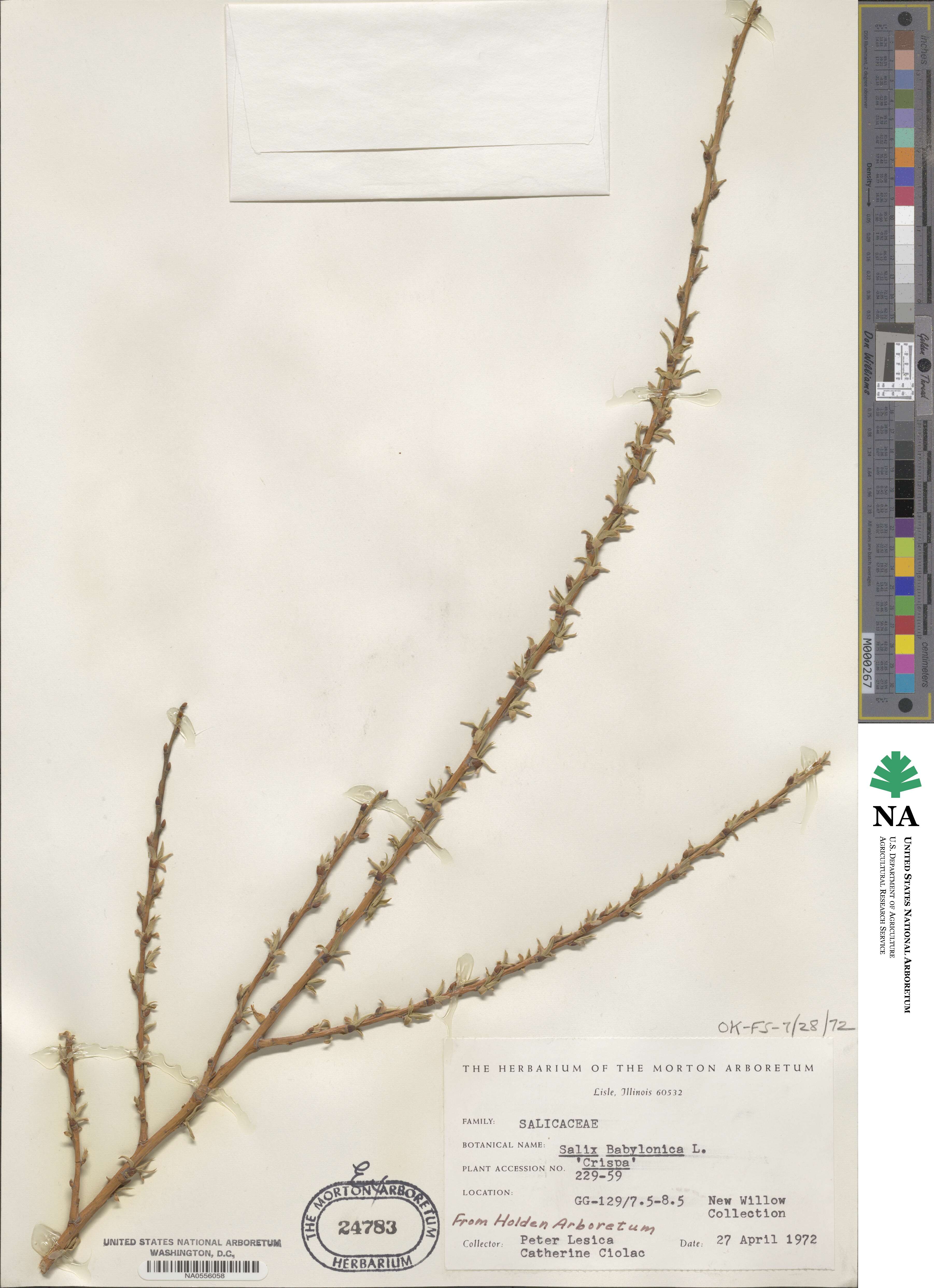 Salix babylonica f. crispa image