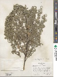 Salix babylonica f. crispa image