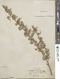 Salix babylonica f. crispa image