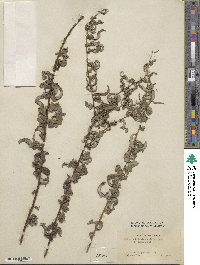 Salix babylonica image