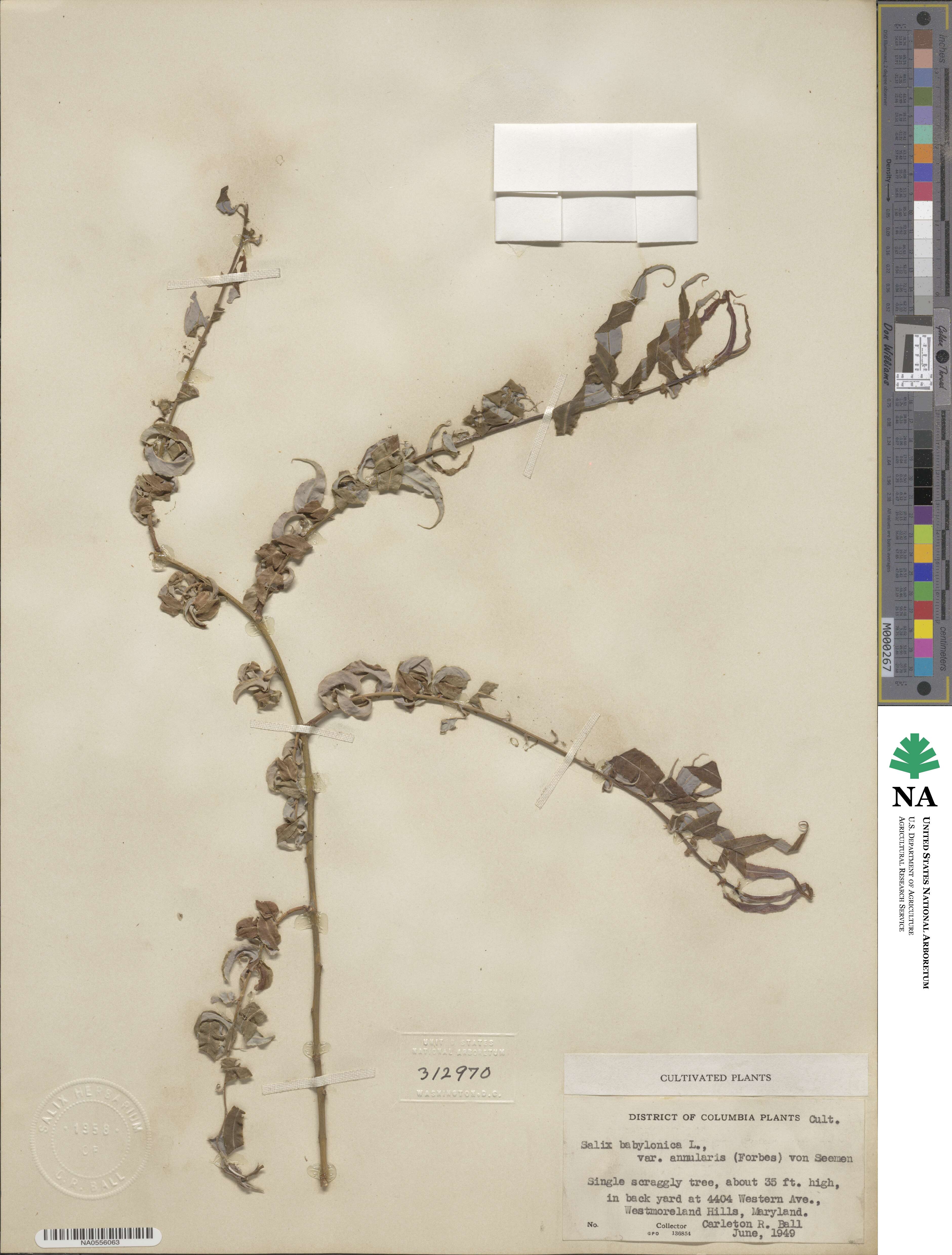 Salix babylonica image