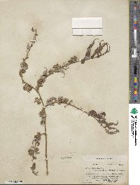 Salix babylonica f. crispa image