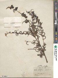 Salix babylonica f. crispa image