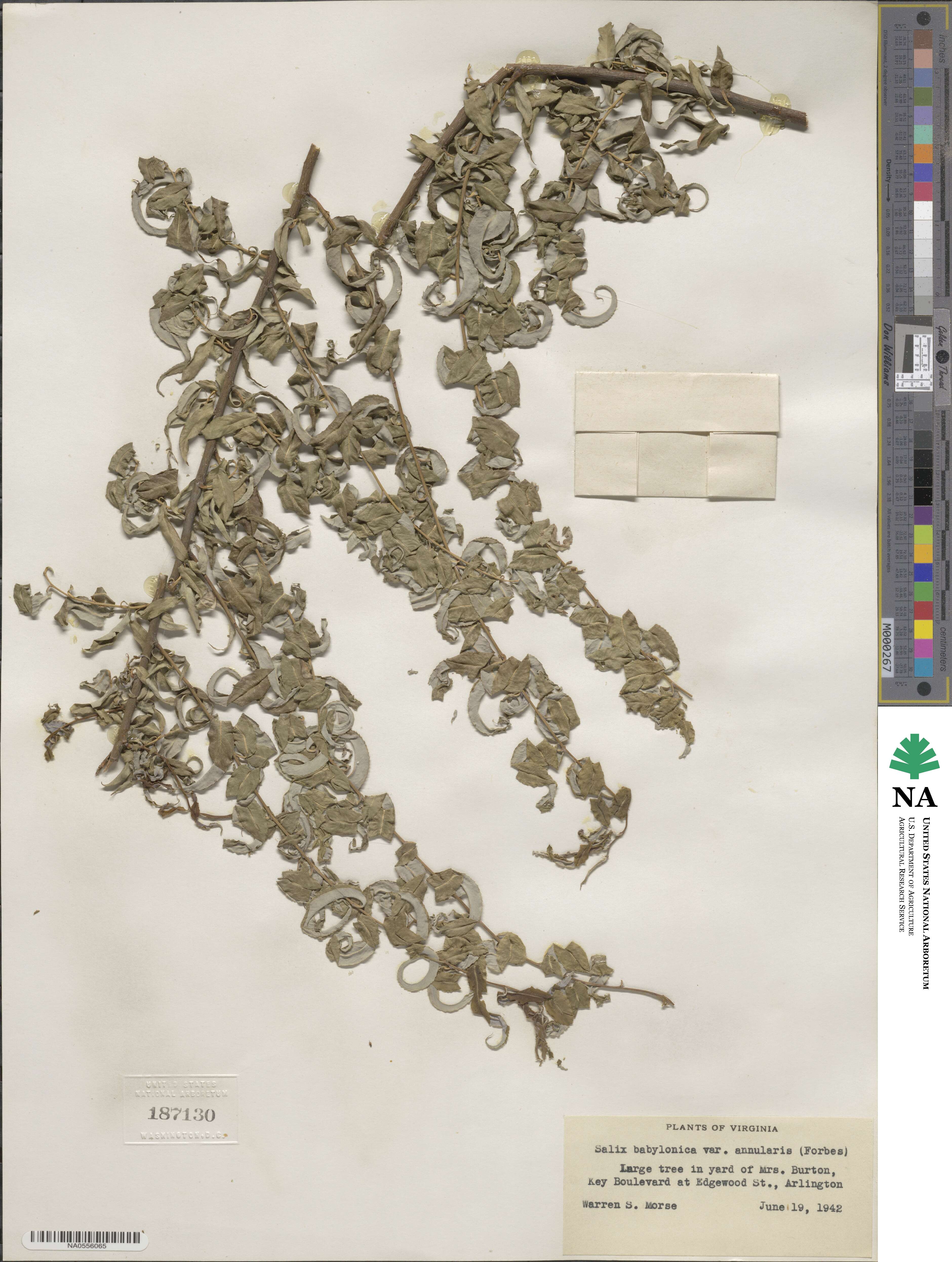 Salix babylonica image