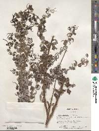 Salix babylonica f. crispa image