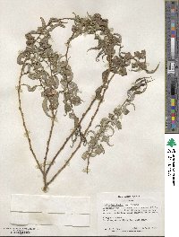 Salix babylonica f. crispa image