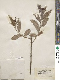 Salix babylonica image