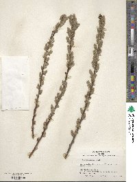 Image of Salix ambigua