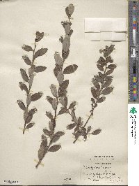 Salix ambigua image