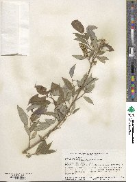 Salix amygdaloides image