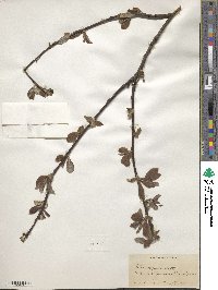 Salix appendiculata image