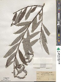 Salix appendiculata image