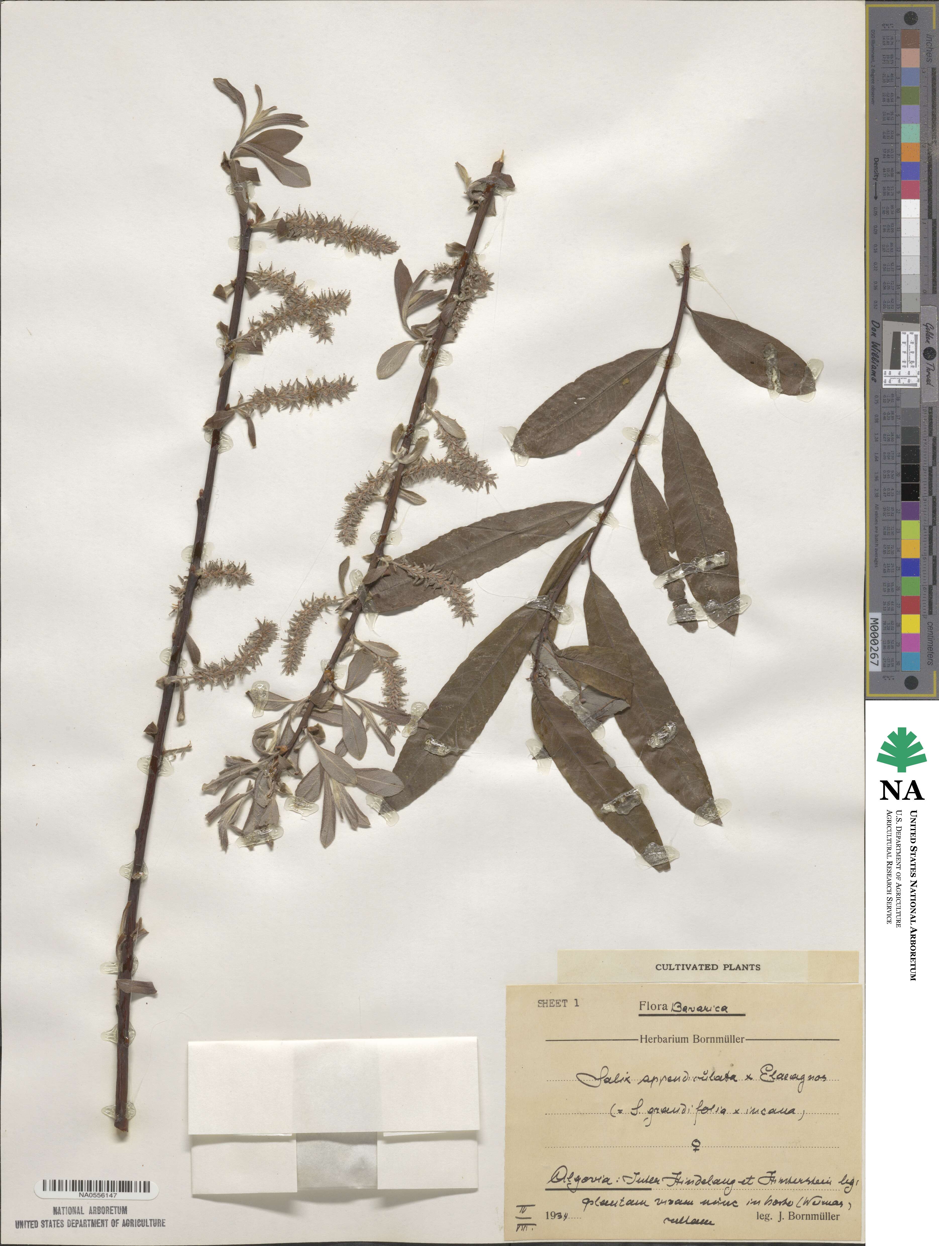 Salix appendiculata image