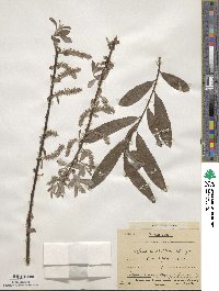 Salix appendiculata image