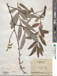 Salix appendiculata image