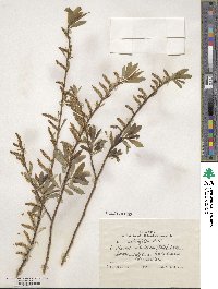 Salix arbutifolia image