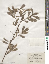 Salix aurita image