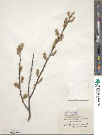 Salix aurita image