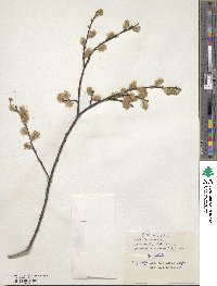 Salix aurita image