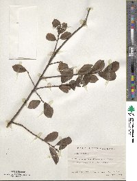 Salix aurita image