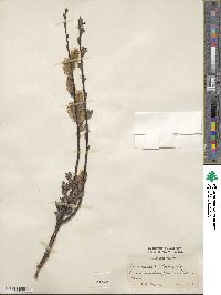 Salix aurita image