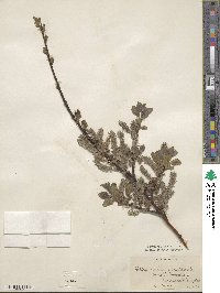 Salix aurita image