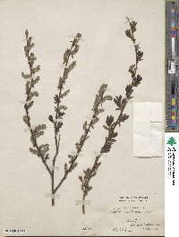 Image of Salix austriaca