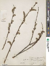 Salix austriaca image