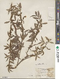 Salix alba image