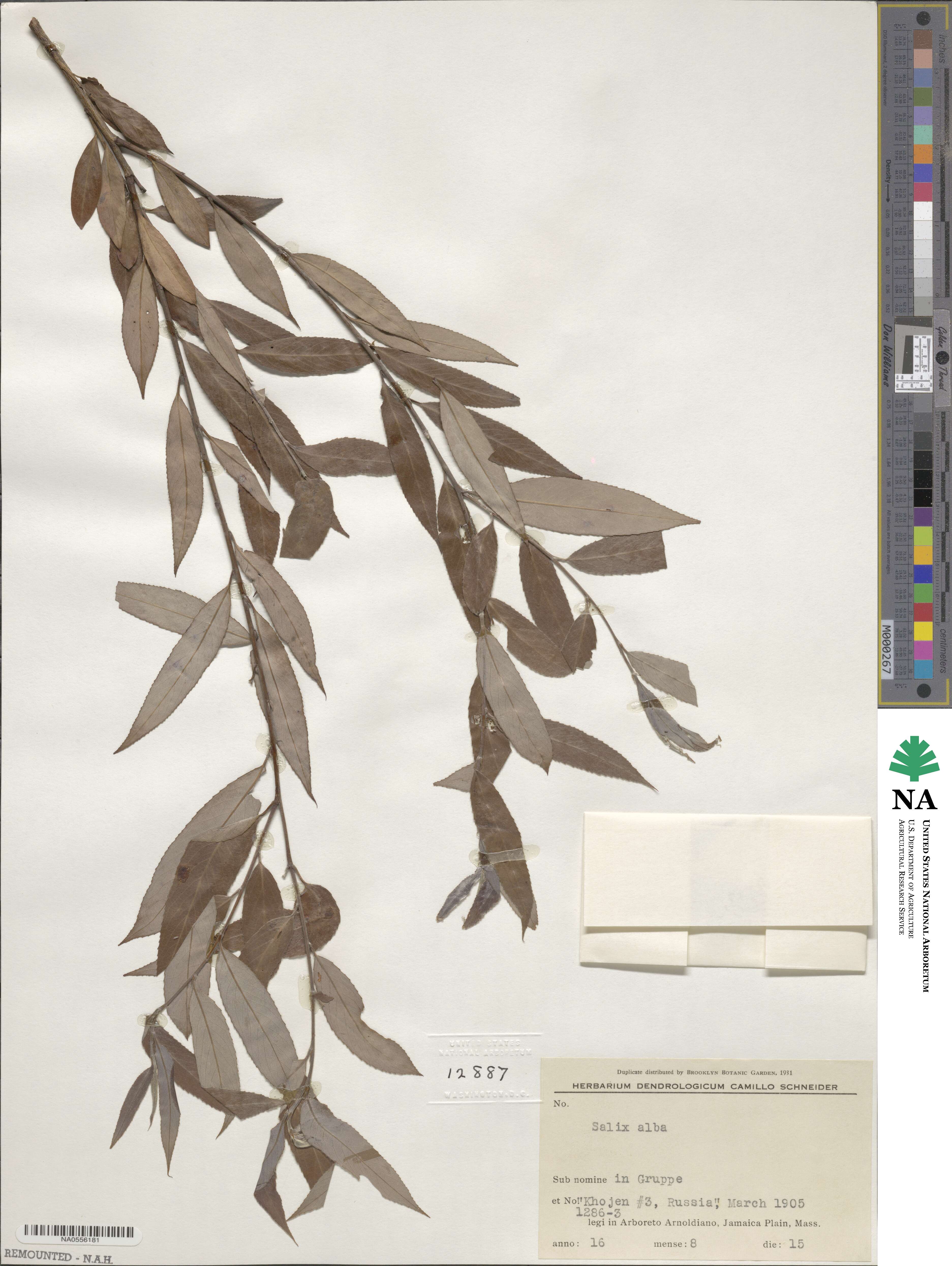 Salix alba image