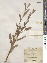 Salix alba image