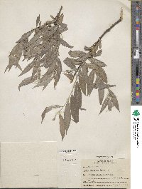 Salix alba f. argentea image