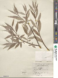 Salix alba f. argentea image