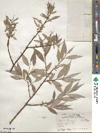 Salix alba f. argentea image