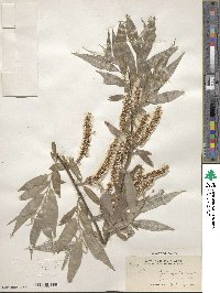 Salix alba f. argentea image