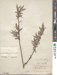 Salix alba f. argentea image