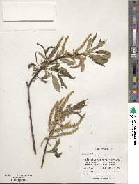 Salix alba subsp. alba image