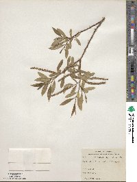 Salix alba subsp. alba image