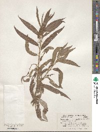 Salix alba subsp. alba image