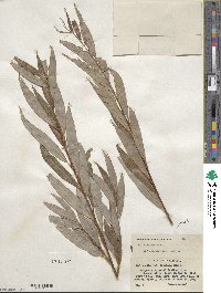 Salix alba image