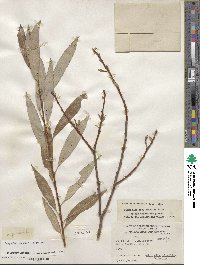 Salix alba subsp. caerulea image