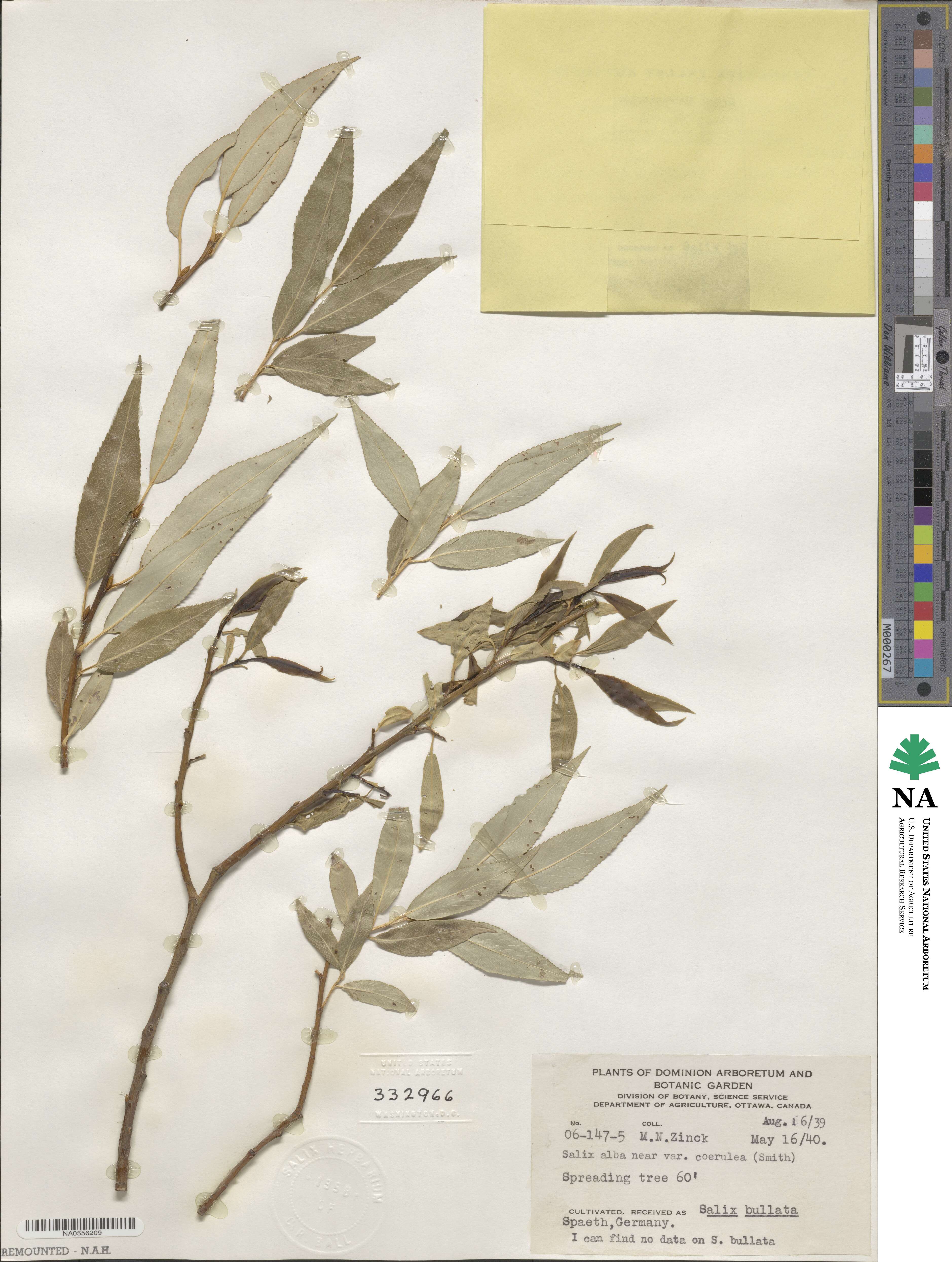 Salix alba subsp. caerulea image