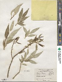 Salix alba subsp. caerulea image