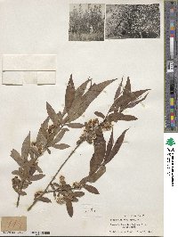 Salix alba subsp. caerulea image