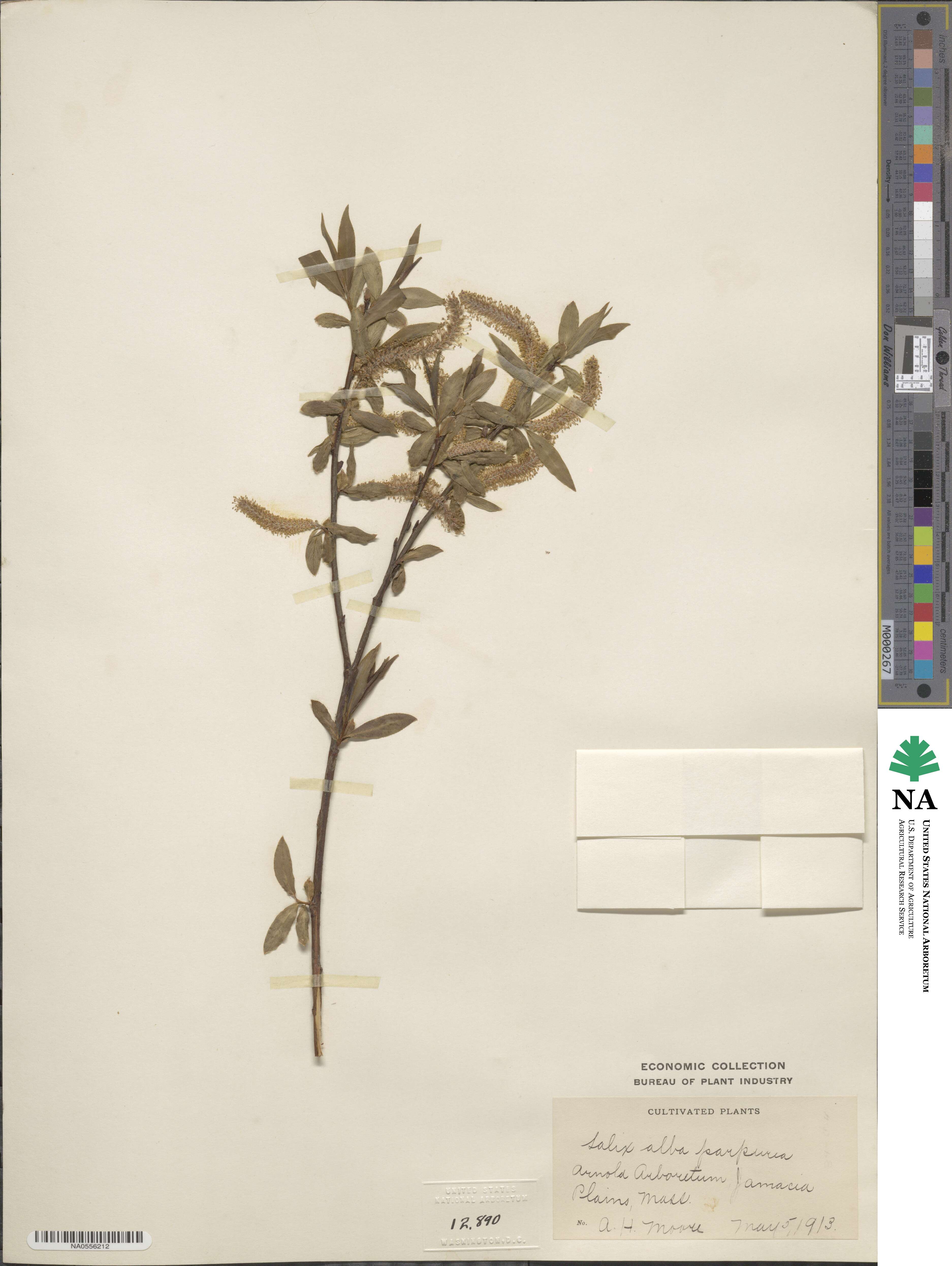 Salix ×velenovskyi image